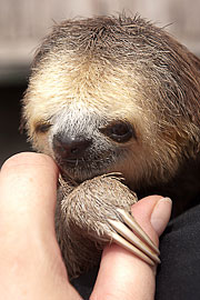 Picture 'Br1_1_00461 Three-toed Sloth, Brazil'